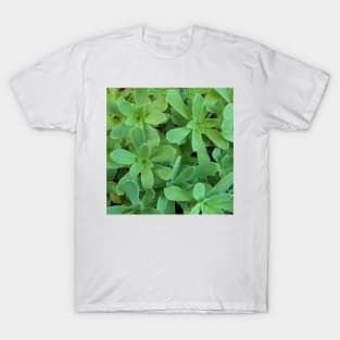 Sedum Palmeri Leaves T-Shirt